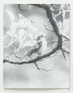 Singing Bird by Jochen Lempert